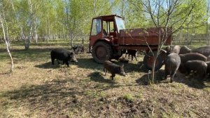Охота на Кабана