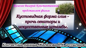 Кустовидная форма слив - прочь секаторы и искусственные штамбы.
