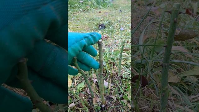 ОБРЕЗКА РОЗ ОСЕНЬЮ. Я так делаю каждый год. смотреть онлайн