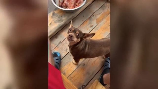 😂😂😂Тест на психику.Засмеялся подписался десять минут смеха.ЛУЧШИЕ ПРИКОЛЫ.😂😂😂