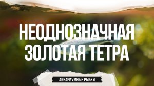 Одна из самых неоднозначных тетр