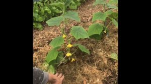 Мульчирование огурчиков # огурцы # мульча #Верадача