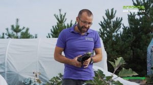 Урожай баклажанов в стальном парнике Агрощит | Сибирский Агроном