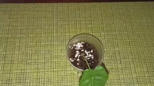 Нежданно - негаданно, в моей цветочной коллекции появилась алоказия.