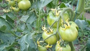 22-05-2025 томат фенда, бифселлер, пинк шот