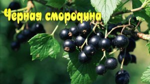 Черная смородина (исп.Светлана Синчук)