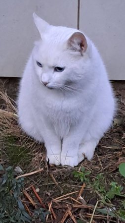 На контрасте. Кошка и кот.