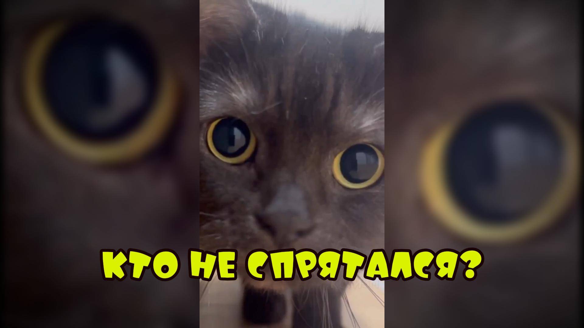 Кот и Пук #смешныекоты