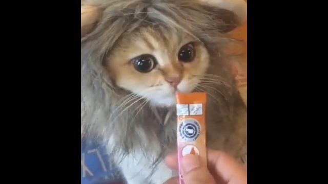 Ахыска приколы, Сев кав тв,Алматы приколы,Кавказ-приколы-это смешно смотреть онлайн