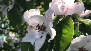 П И Чайковский - Щелкунчик, соч  71 No  13, Вальс цветов