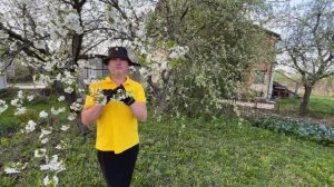 Червивая черешня.Что делать,как бороться.