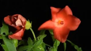 Красивая музыка танец цветов под вальс !!!