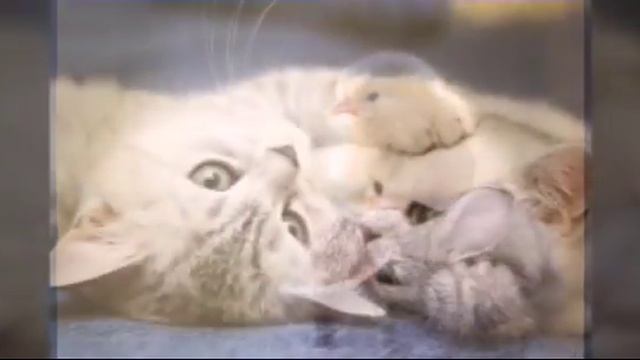 Mилый животный под  мой кот любит хип хоп