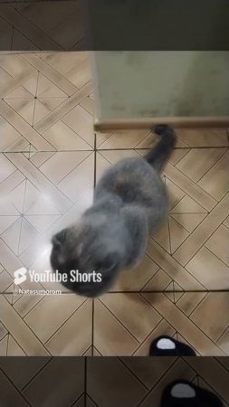 Говорящая кошка😂#кошки #доброеутрохорошегодня