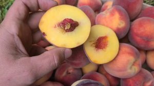 Персик Саммер Річ та Аллстар!Чудові серпневі сорти!