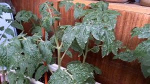 На балконе или в груннте?' томаты Сравнение  Ирма, золо?