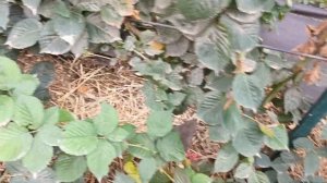 Ежевика Понка, состояние куста осенью,26.10 24