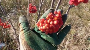 Красная рябина. Сбор 2024 осень.