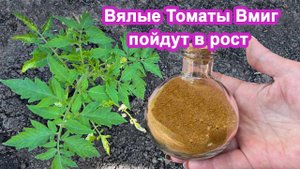 Вялые томаты ВМИГ пойдут в рост. В Июне внесите подкормку под куст томатов после высадки в грунт.