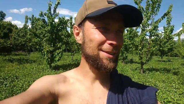 Клубника + Черешня 2в1 Плантация. Что такое открытие се? смотреть онлайн