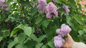 «Плывёт запах сирени"