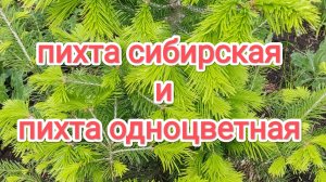 Пихта сибирская и пихта одноцветная