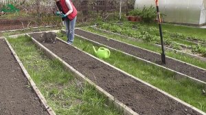 Секрет богатого урожая лука - 7 дач
