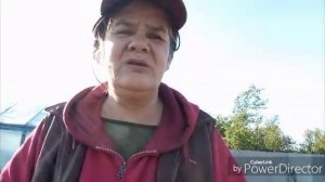 Минус один томат в теплице / Сегодня только полив.