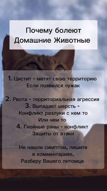 Почему болеют животные #психология #гнм #германскаяноваямедицина #психосоматикаболезней