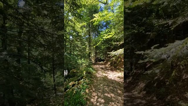 Лес 114 смотреть онлайн