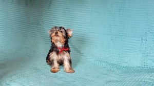 Стандартная девочка Йорка 3