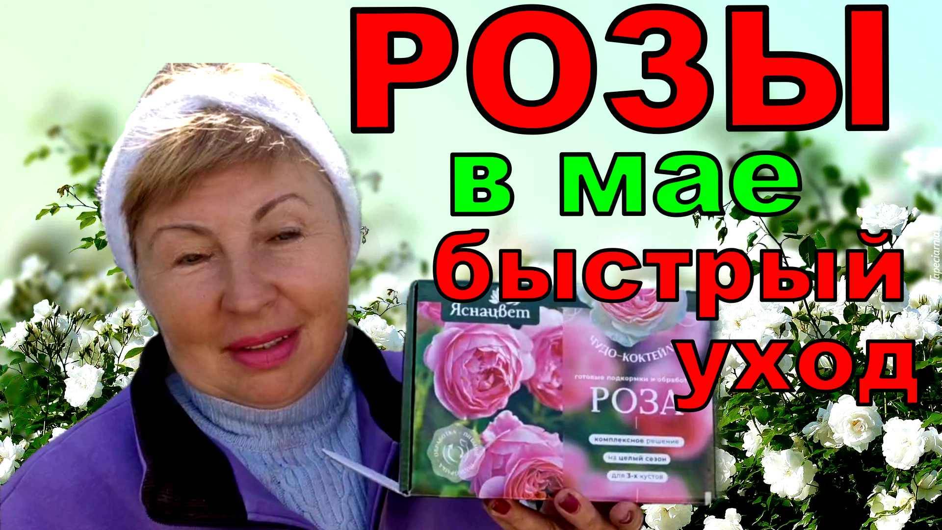 Розы. Подкорми быстро и надежно. Мои новинки розы на штамбе.