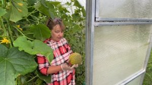 КАК определить спелость АРБУЗОВ  и ДЫНЬ в ТЕПЛИЦЕ ?