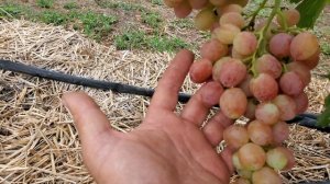 Виноград МАСОН та ШАНСОН на 22.07.24р🤠