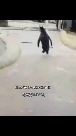 Жизнерадостный пингвин