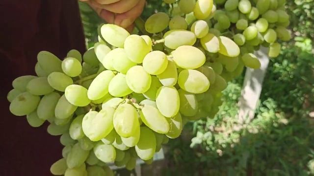 Ниҳоли Кишмиш Столетие смотреть онлайн