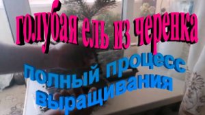 Голубая ель из черенка.Полный процесс до корнеобразавания