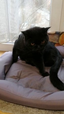 Утренние процедуры у кота!