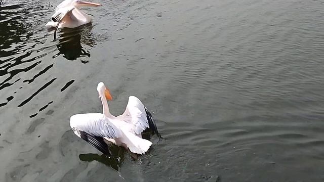 Два крыла как паруса бригантины⛵️ смотреть онлайн