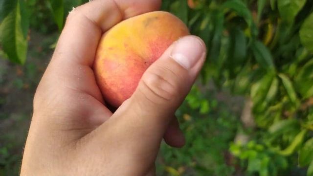 сорт персика "Роял Глорі". смотреть онлайн