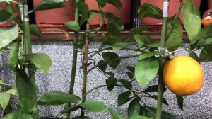 Апельсин Кара Кара, обзор и дегустация 11.02.25