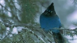 Белой акации гроздья душистые (романс)