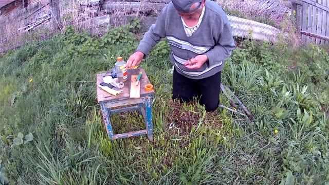перепрививка привитой в марте