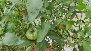 ТОМАТ  "Оранжевый Русский 117 " 2024. Подмосковье. Экзотиче