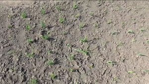 Рыхление помогает луку
