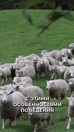 🤔 Почему собаки - отличные пастухи