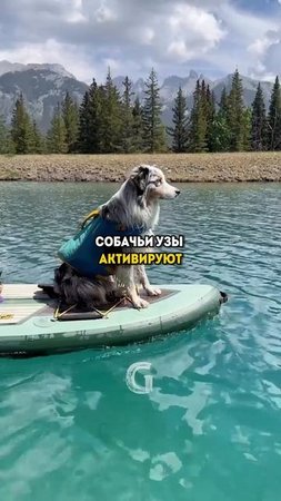 Неврологи рассказали разницу потери между собакой и человеком!