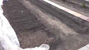 На 22 мая посевы на участке сделаны