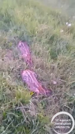 маленькие косулята в ролях недалеко от города. Не волнуйтесь, дождались пока мамка вернулась.mp4