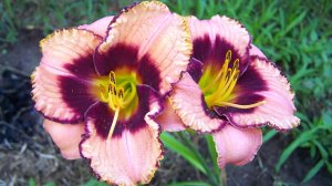 Как создать потрясающую клумбу из лилейников